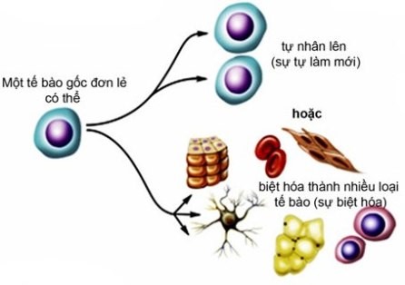 Tế bào gốc là gì