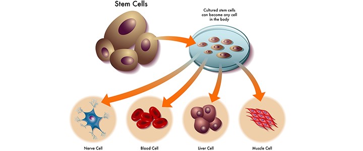 tế bào gốc