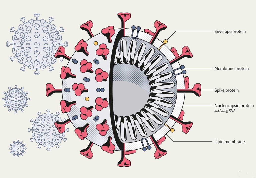 Cấu trúc của tế bào vi rút SARS-CoV-2