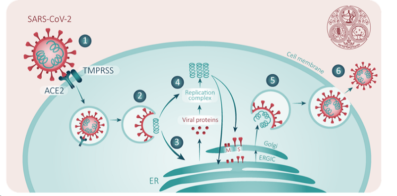 Cơ chế xâm nhập và sao chép của vi rút trong tế bào vật chủ