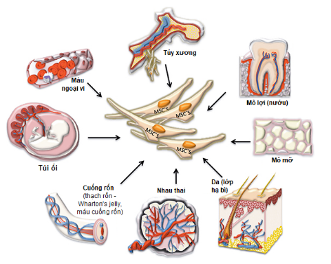 Nguồn gốc của tế bào gốc 