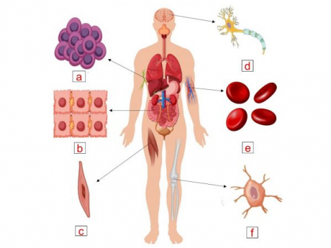 Cách bảo quản tế bào gốc