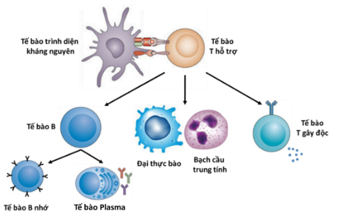 Cơ chế hoạt động của tế bào T hỗ trợ trong hệ miễn dịch